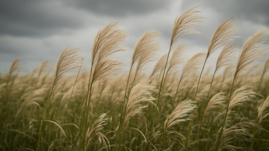 champ-miscanthus-ciel-nuageux-plantes-feathery