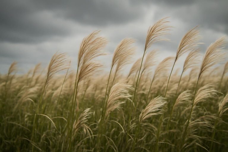 Miscanthus Inconvénient : Faut-il Éviter cette Plante ?