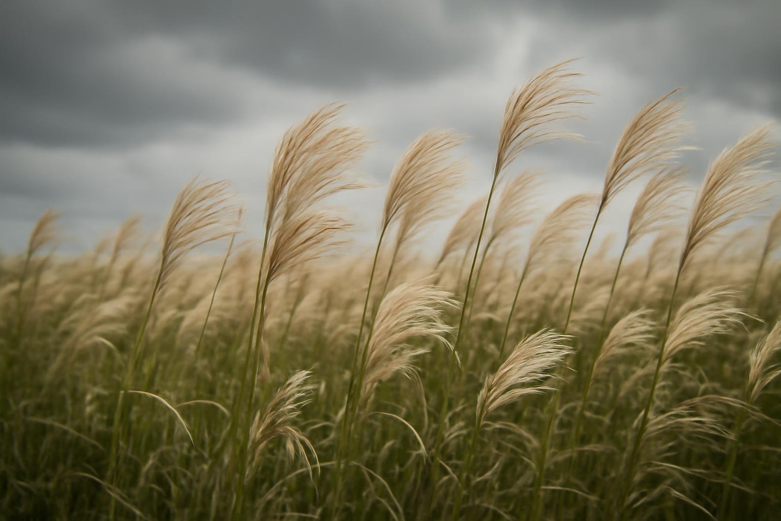 champ-miscanthus-ciel-nuageux-plantes-feathery