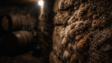 mur-cave-champignon-brun-texture