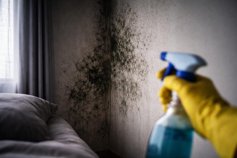 Moisissure Mur Chambre : D&rsquo;où Vient-elle et Comment l&rsquo;Éliminer ?