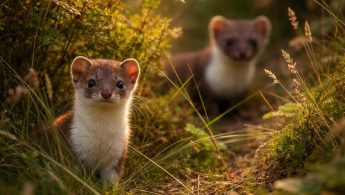 belette-fouine-herbes-buissons-paysage