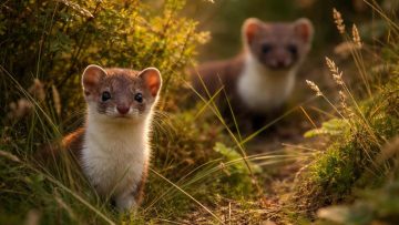 Tout savoir sur la toiture : rénovation, entretien et choix des matériaux